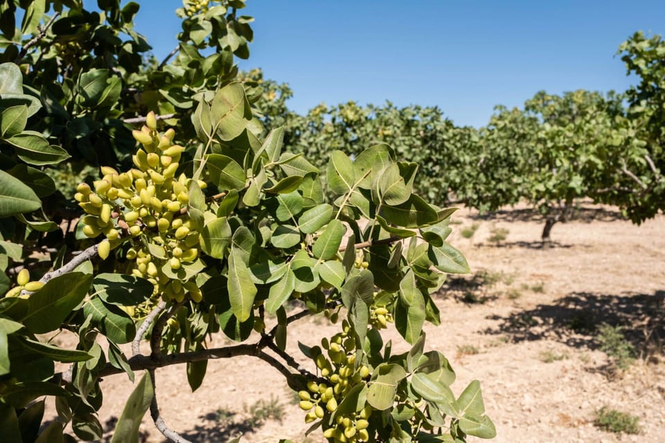 Aegina: Organic Pistachio Orchard Tour with Factory Visit - Tastings under the trees: what you can expect to sample