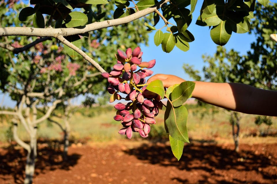 Aegina: Organic Pistachio Orchard Tour with Factory Visit - Who should book this (and who might want something longer)