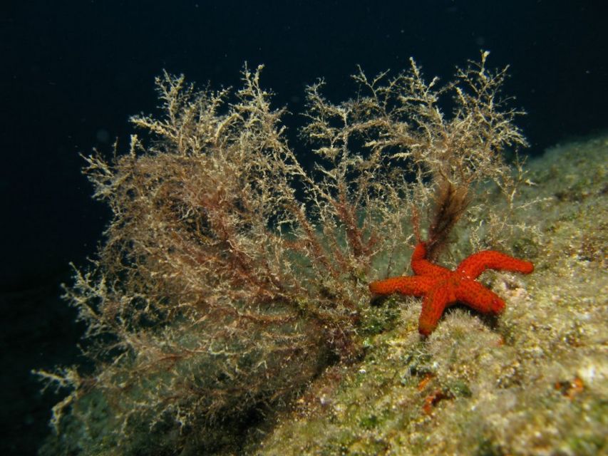Athens: Adventure Dives in Nea Makri for Certified Divers - Language, Team Dynamics, and the Human Touch of Getting to the Water