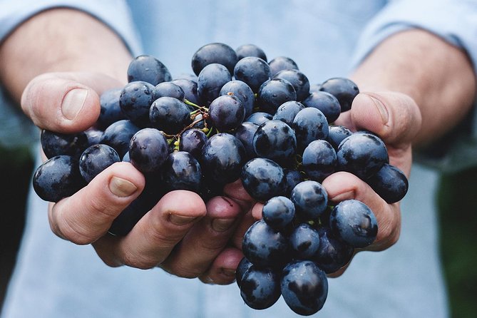 Athens Private Wine Tasting Tour - Dionysian Grapes - What you actually drink: eight Greek wines, poured with purpose