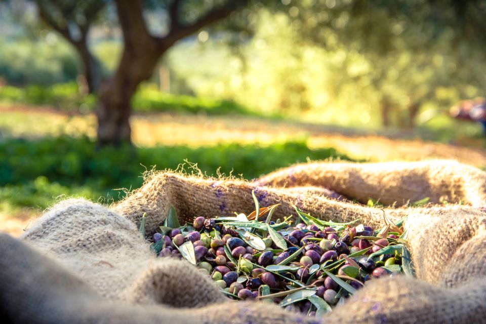 From Athens: Wine, Oil, & Cheese Tasting in Nemea & Argolis - Key things I’d circle before you book