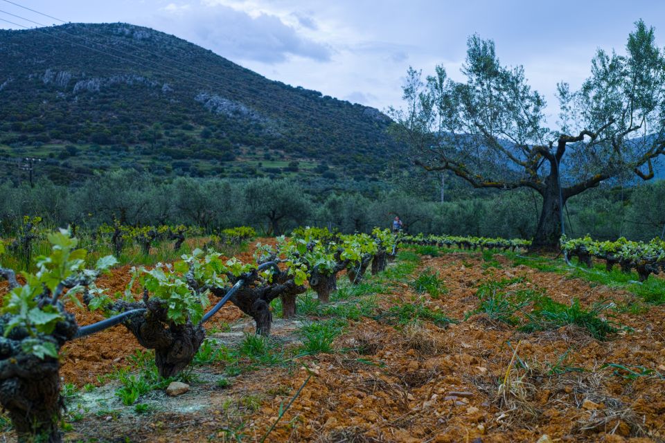 From Athens: Wine, Oil, & Cheese Tasting in Nemea & Argolis - Corinth Canal sunset: the photo stop that earns its place