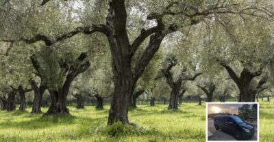 From Athens: Wine, Oil, & Cheese Tasting in Nemea & Argolis - Morning logistics: pickup, comfort, and why the start time matters