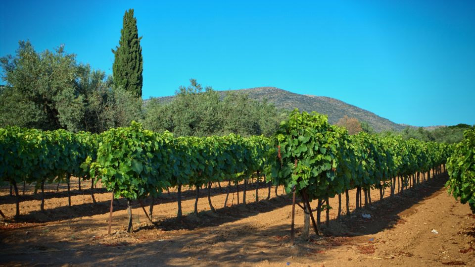 From Athens: Wine, Oil, & Cheese Tasting in Nemea & Argolis - Ancient Theatre of Epidaurus: why acoustics still feel unreal