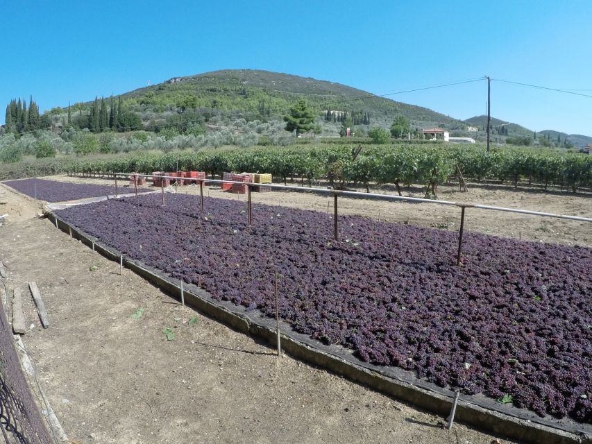 From Athens: Wine, Oil, & Cheese Tasting in Nemea & Argolis - Asclepion area: medicine in the ancient world