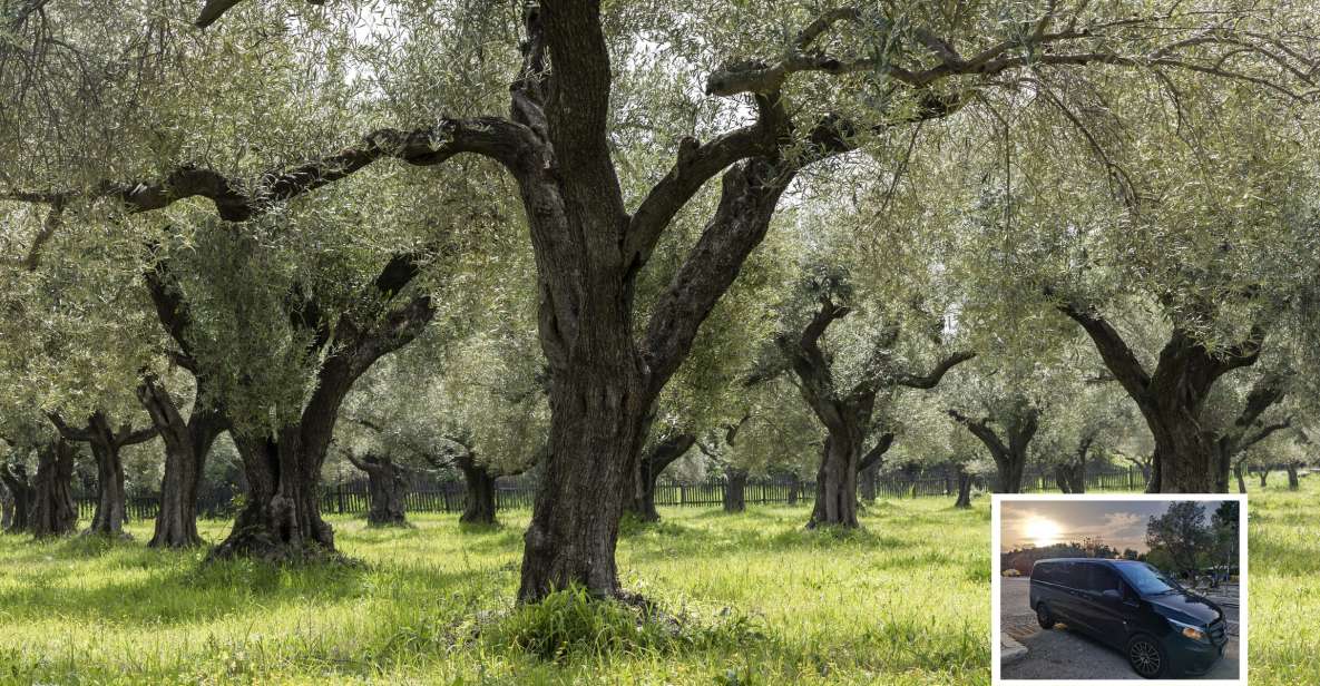 From Athens: Wine, Oil, & Cheese Tasting in Nemea & Argolis - Morning logistics: pickup, comfort, and why the start time matters