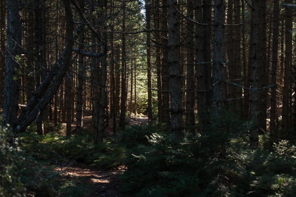 Parnitha (Parnis) / Skipiza & Mola loop - Hike near Athens - Key things to know before you go