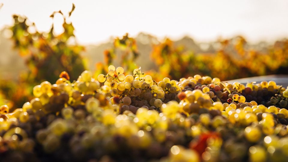 Private Wine Tasting Experience in Athens - Greek Wine in Athens: Why This Tasting Feels Different